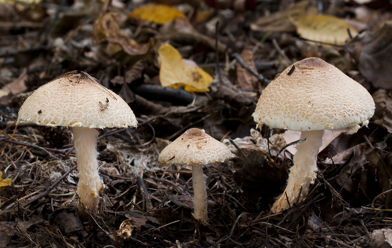 Lepiota magnispora